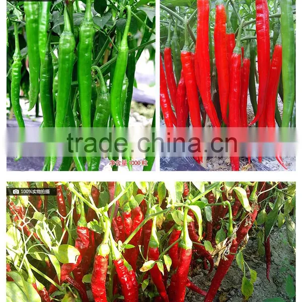 Hot Sale Hybrid High Yield Chili Pepper Seeds-Fragrant Spicy No.12 photo-2