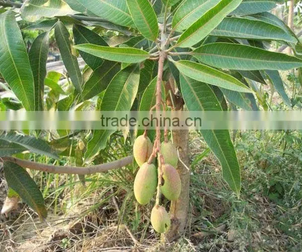 Mango Tree Seedling Mangifera Indica Tree Seedlings photo-4