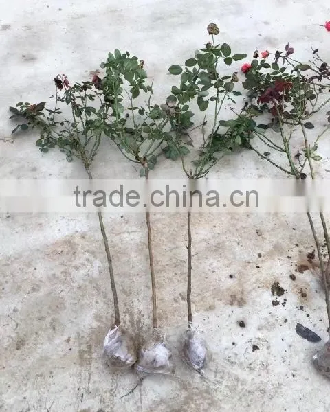 2 -5 Years and 30-120cm Rosa Rugosa Seedlings For Beautiful Roses photo-5