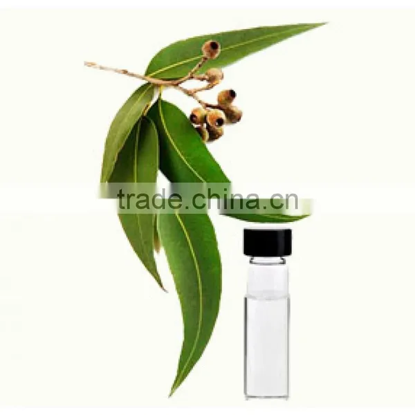 Best Eucalyptus Oil Price Eucalyptus Oil