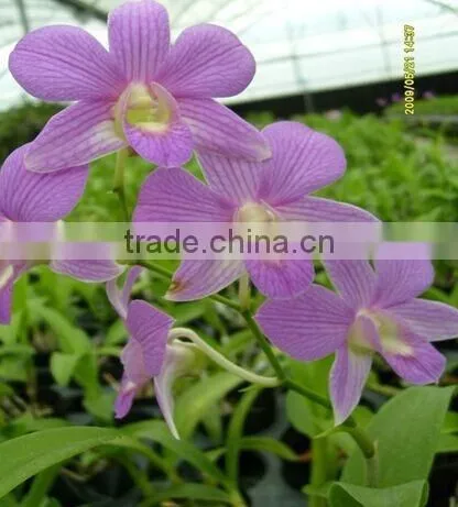 Dendrobium Hybrids Blooming Orchids Dendrobium Flower