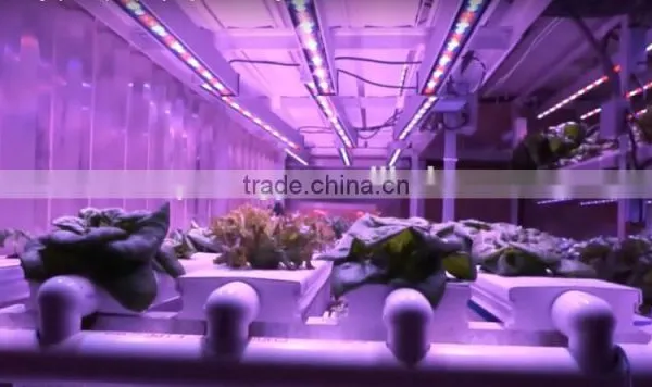 3.3ft IP65 36W LED Grow Bar Light for Plant Tissue Culture photo-2