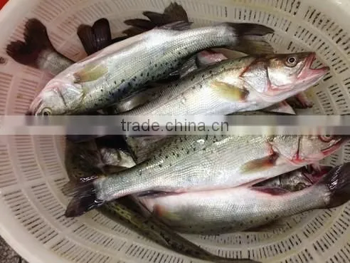 Frozen Seabass Fillets 5-7oz,7-9oz Lateolabrax Japinicus for Middle East Market photo-3