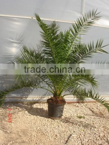 Phoenix Canariensis From 80/100 in 5 Liters Pot photo-3