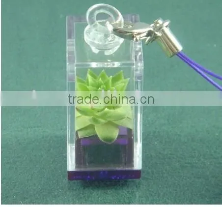 Mini Plant and Baby Plant Pet