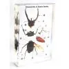 QF Educationam Mounted Specimen Plastomount - Disassembly of Spade Beetle