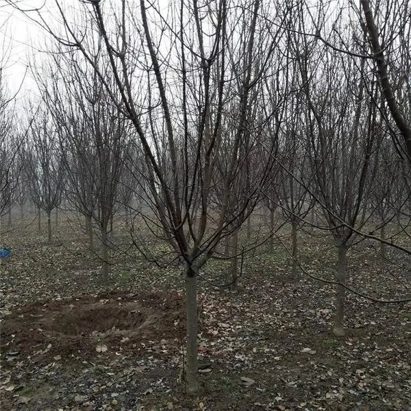Prices of 3cm, 4cm, and 5cm Malus Micromalus, Price Quotation From the Place of Origin, High Survival Rate photo-3