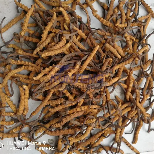 Cordyceps Herb Automatic Drying Line Mesh Belt Dryer Machine EPC