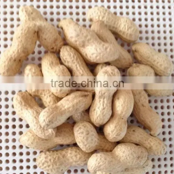Chinese Peanut Kernels in Shell With High Quality for Sale photo-4