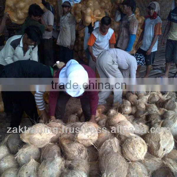 Fresh Mature Coconut photo-4