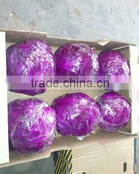 Cruciferous Vegetables Product Type and Fresh Style cabbage