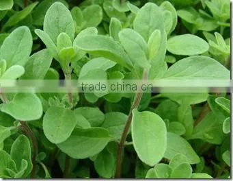 Sweet Marjoram (Origanum Majorana) Essential Oil