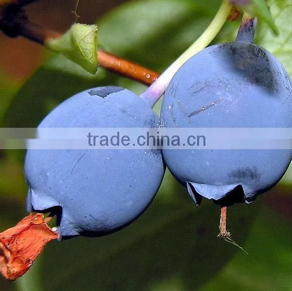 Natural High Quality Bilberry Extract /Bilberry Powder photo-3