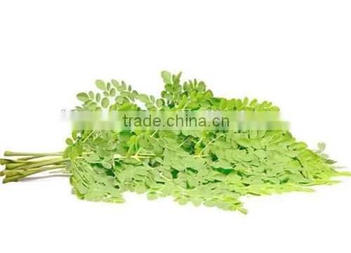 GMP Kosher Natural Moringa Leave Powder/Moringa Oleifera Powder photo-2