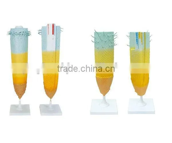 Root Tip