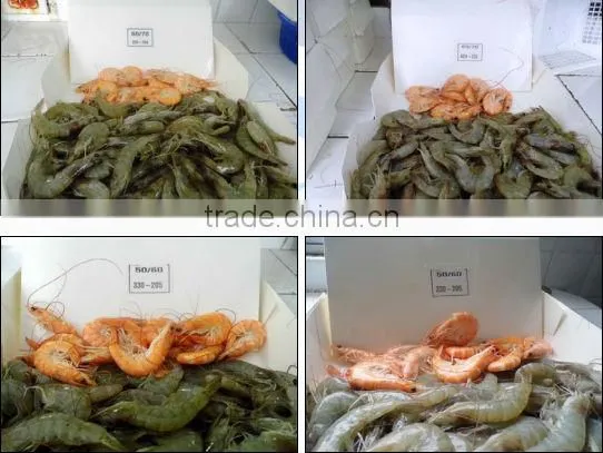 HOSO /HLSO Vanamei White Shrimp photo-2