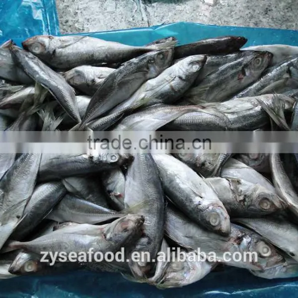 Raw Clean Horse Mackerel Cargo From FAO 61 photo-2