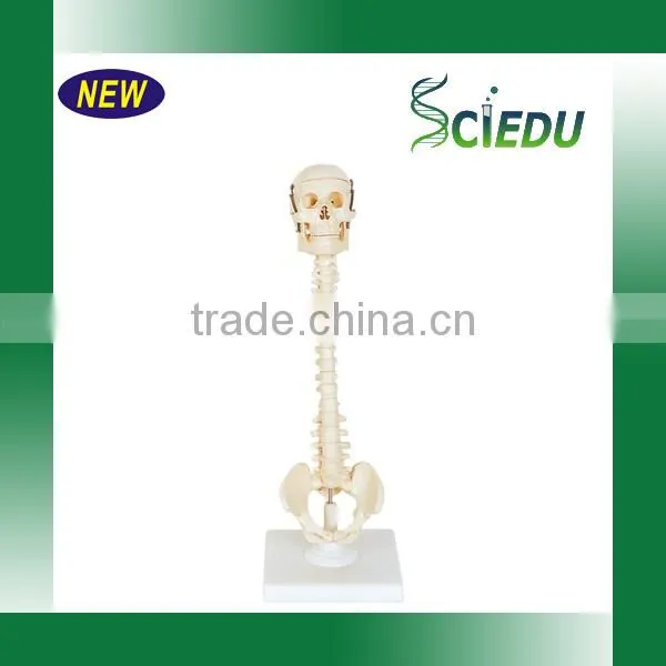 Medical Science Subject and Skeleton Model Type Spine Model photo-3