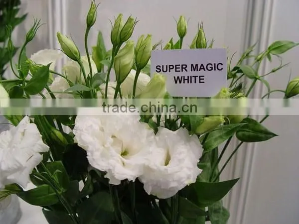 Colorful New Arriving Varieties of Fresh Cut Flower Eustoma photo-5