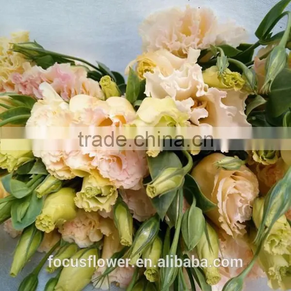 Factory Direct Exquisite Cut Flower Lisianthus Fresh Eustoma From China photo-2