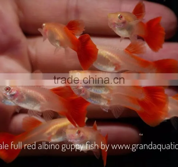 Full Red Albino Guppy for Freshwater Aquarium Fish Export Company From Thailand photo-4