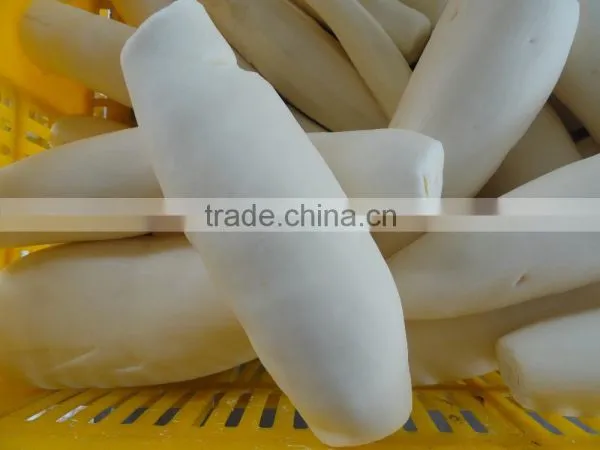 Best Quality Fresh Cassava Root photo-2