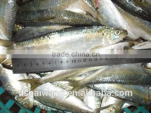 China Exporter Frozen Sardinella Lemuru Fish photo-2