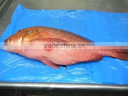 RED SNAPPER photo-2