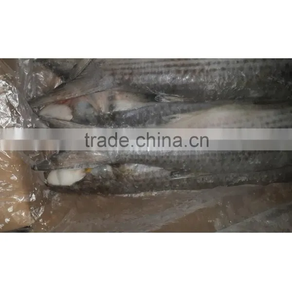Best Freshness Frozen Whole Round Fish Flathead Grey Mullet