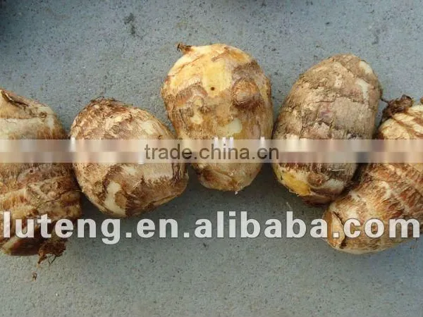 2015 New Season of Chinese Fresh Taro photo-4