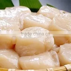 Frozen Scallop