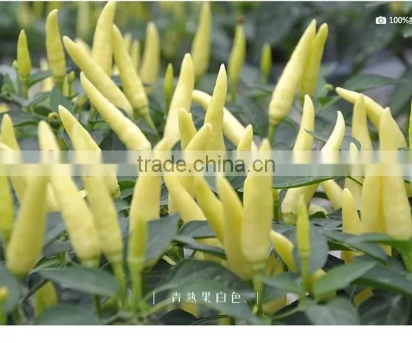 Hot Sale Hybrid Yellow Chili Pepper Seeds-Xin Shu photo-2