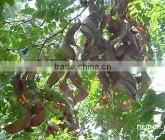 2015 Gleditsia Sinensis Lam Seeds For Growing photo-4