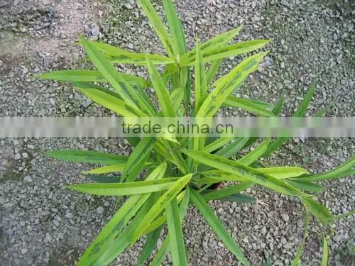 Ficus Allii