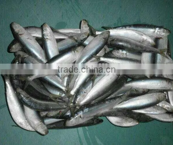 Professional Whole Sardine Bait for Sale photo-2