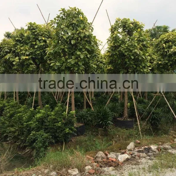 Ficus Benghalensis Variegata photo-5