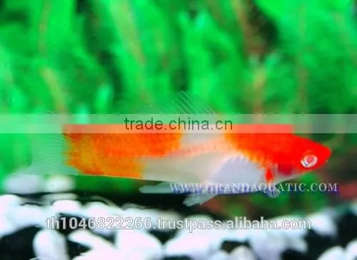 Santa Swordtail Fish Farm - Tropical Fish For Sale photo-5