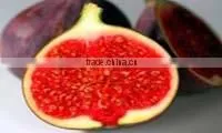 Ficus Racemosa Extract photo-3