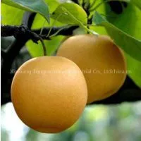 Fresh Pear