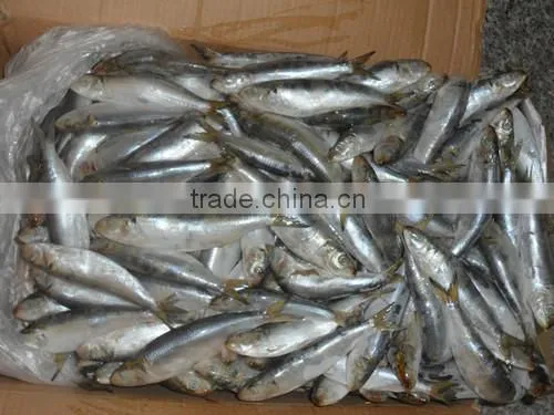 Frozen Sardines (Sardinella Longiceps) for Bait and Canning 250pcs photo-6