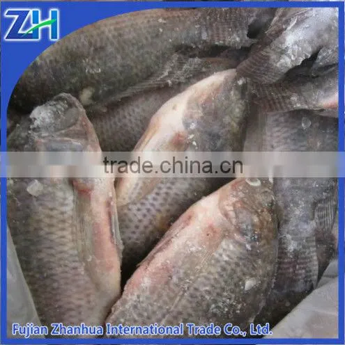 Frozen Whole Black Tilapia Fish