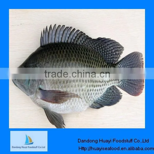 Fresh Frozen Seafood Tilapia Fish