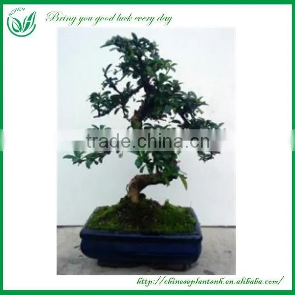 Bonsai Tree In Bonsai photo-3