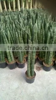 Sansevieria Cylindrica
