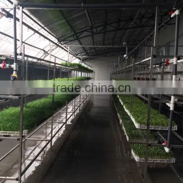 1000-100000KG/DAY Automatic Heating and Watering Hydroponic Fodder Production Line photo-3