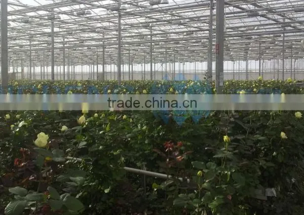 Agricultural Multi Span Glass Greenhouse photo-3