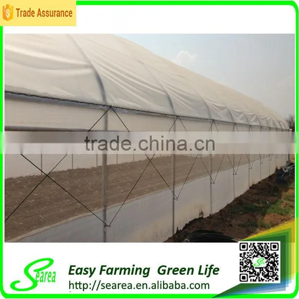 Hot Sale Low Cost Single-span Plastic Greenhouse for Agriculture photo-3