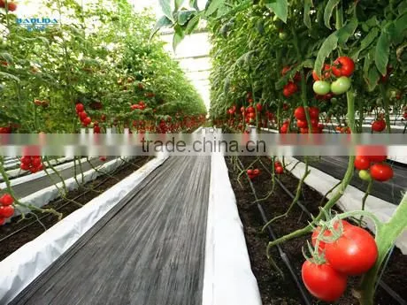 Single Span Greenhouse for Tomatoes Growing photo-2