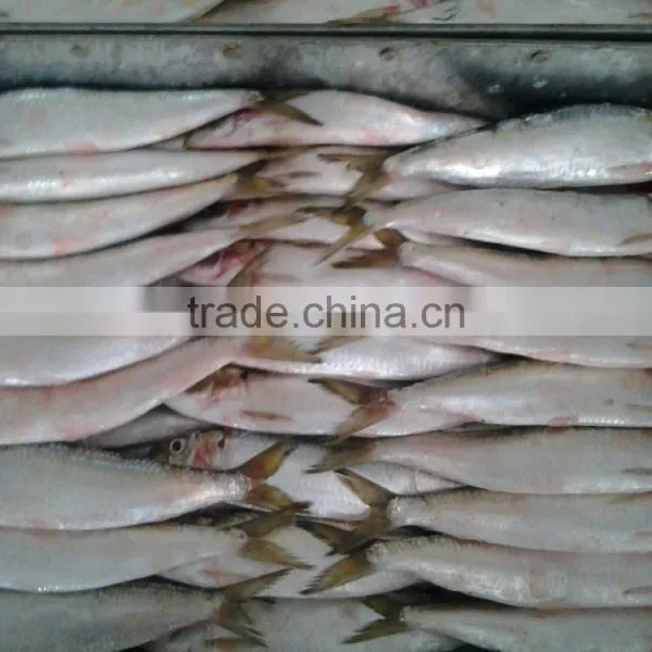 2016 Hot Sale Land Frozen Sardine For Bait photo-3