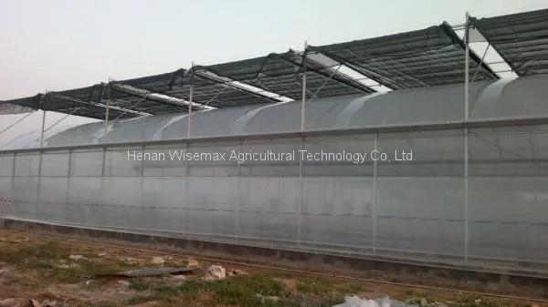 Large Size Plastic Film Multi Span Agricultural Greenhouses photo-5